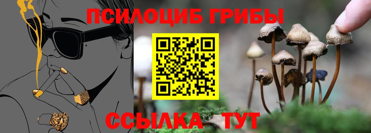 Псилоцибиновые грибы Psilocybine cubensis Кострома